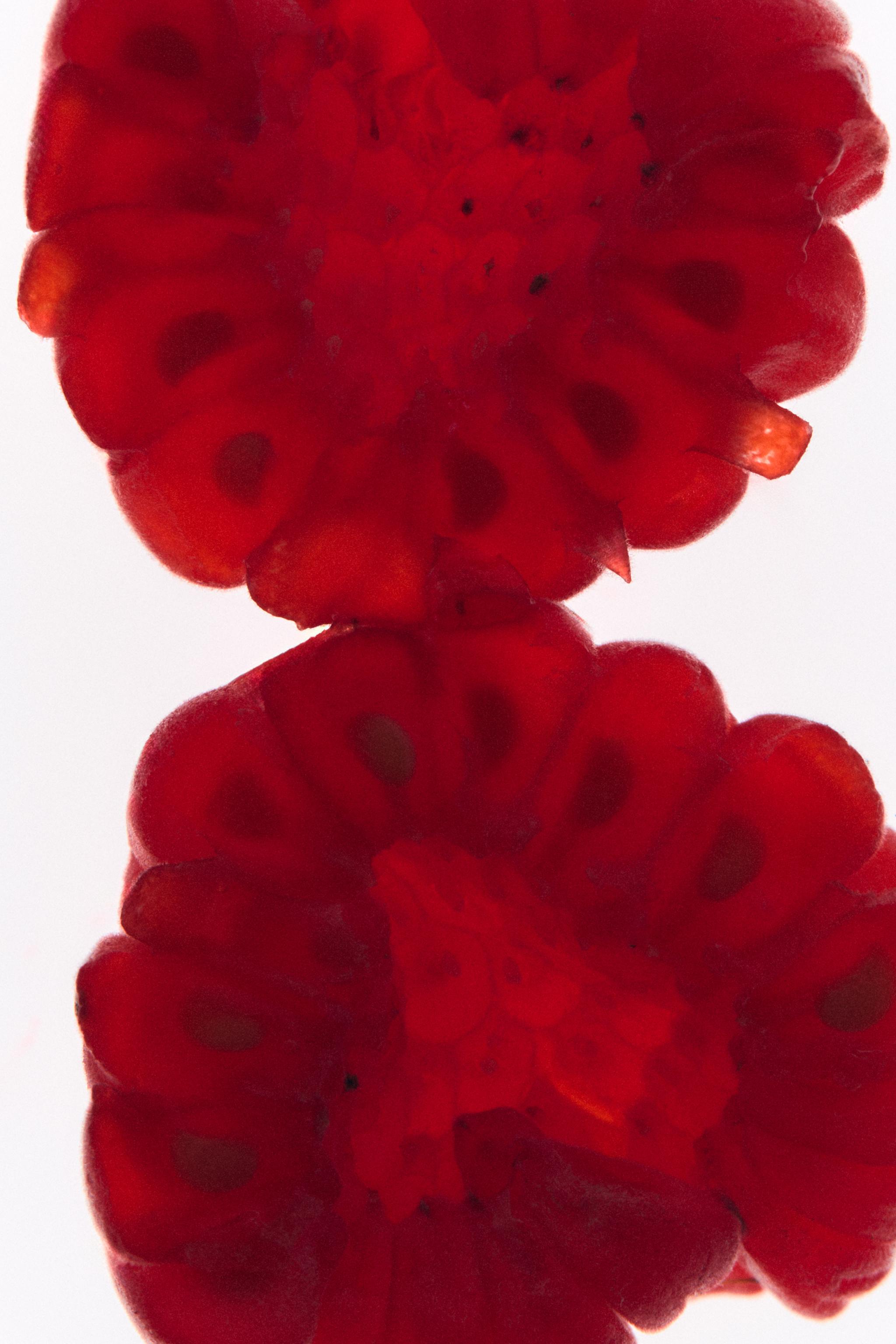 RED VANILLA & ZARA BLACK AMBER EDT 2X90ML (3.0 FL. OZ).